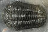 Detailed Pedinopariops Trilobite - Mrakib, Morocco #348136-2